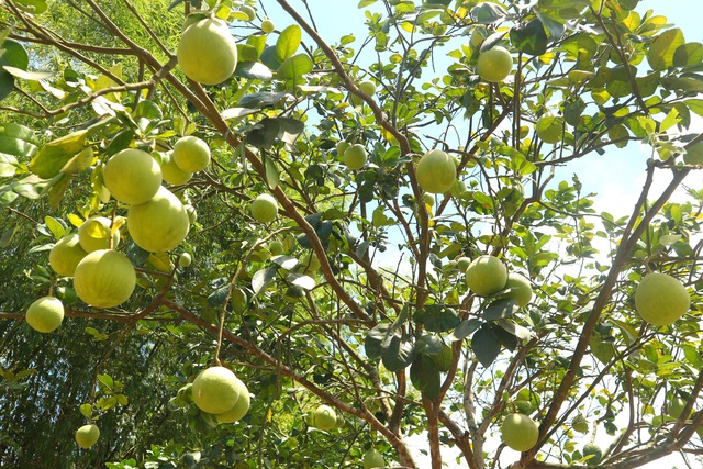 Kh&aacute;m ph&aacute; l&agrave;ng Đại B&igrave;nh