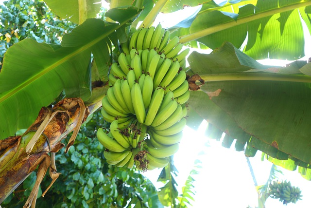 Kh&aacute;m ph&aacute; l&agrave;ng Đại B&igrave;nh