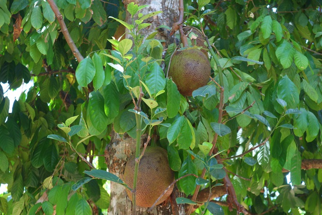 Kh&aacute;m ph&aacute; l&agrave;ng Đại B&igrave;nh