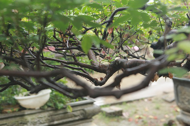 Cây khế bỗng có giá lên đến 10 cây vàng nhờ hình dáng giống con nghê - 10 Cây khế bỗng có giá lên đến 10 cây vàng nhờ hình dáng giống con nghê - 10