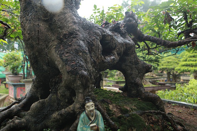 Cây khế bỗng có giá lên đến 10 cây vàng nhờ hình dáng giống con nghê - 2 Cây khế bỗng có giá lên đến 10 cây vàng nhờ hình dáng giống con nghê - 2