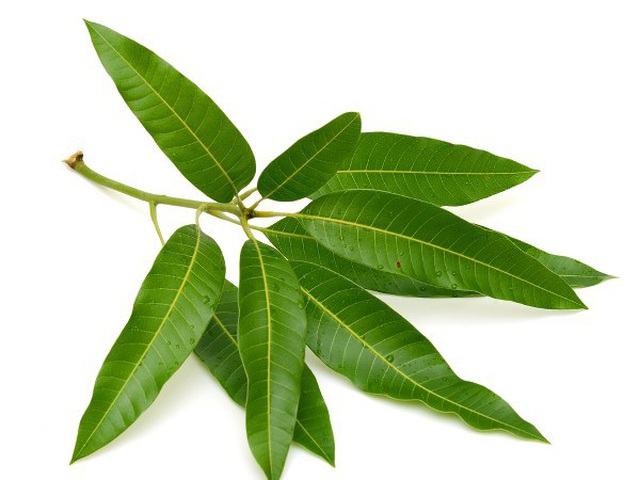 Bất ngờ với những lợi ích sức khỏe của lá xoài - 1 Bất ngờ với những lợi ích sức khỏe của lá xoài - 1