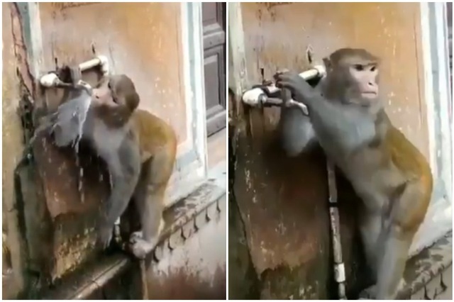 Khỉ con biết khóa vòi nước sau khi uống - 2