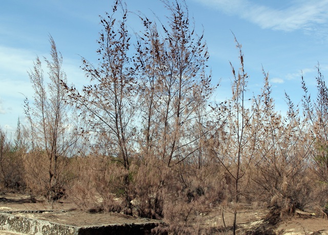 Hàng trăm ha rừng phòng hộ chết khô vì nắng hạn - 6