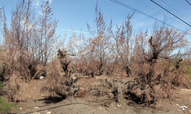 Hàng trăm ha rừng phòng hộ chết khô vì nắng hạn - 3