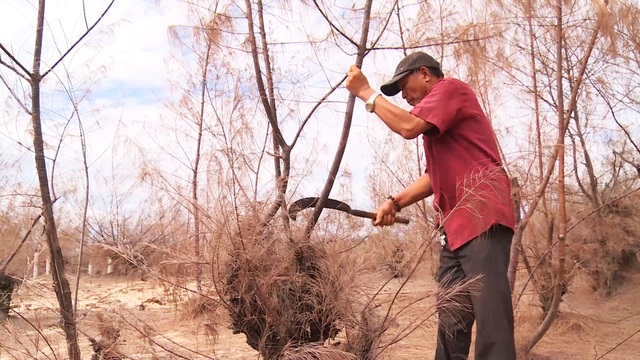 Hàng trăm ha rừng phòng hộ chết khô vì nắng hạn - 4