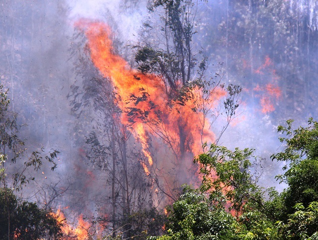 Cháy 3ha rừng trồng, uy hiếp nhiều nhà dân - 1