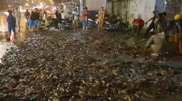 Hơn 100 người giúp tài xế gom 2,7 tấn cá bị đổ tràn trên quốc lộ - 2