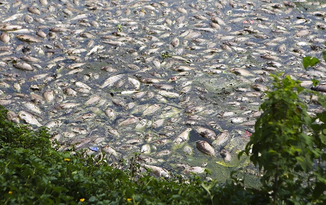 Hà Nội: Cá chết hàng loạt bốc mùi nồng nặc ở hồ Yên Sở - 3
