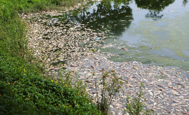 Hà Nội: Cá chết hàng loạt bốc mùi nồng nặc ở hồ Yên Sở - 2