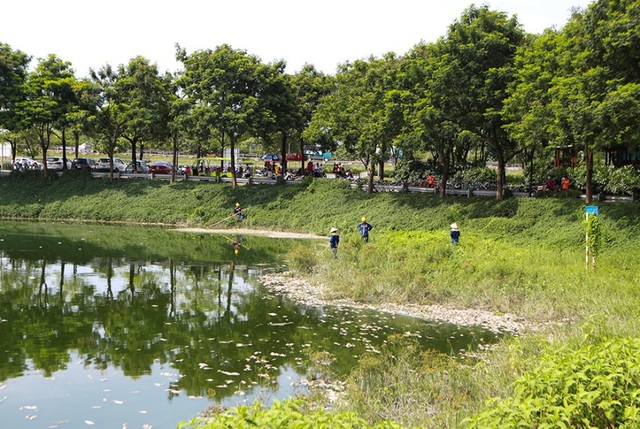 Hà Nội: Cá chết hàng loạt bốc mùi nồng nặc ở hồ Yên Sở - 7