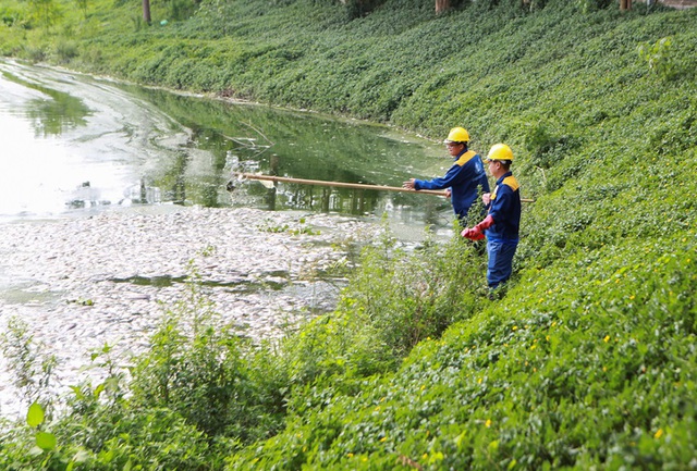 Hà Nội: Cá chết hàng loạt bốc mùi nồng nặc ở hồ Yên Sở - 8