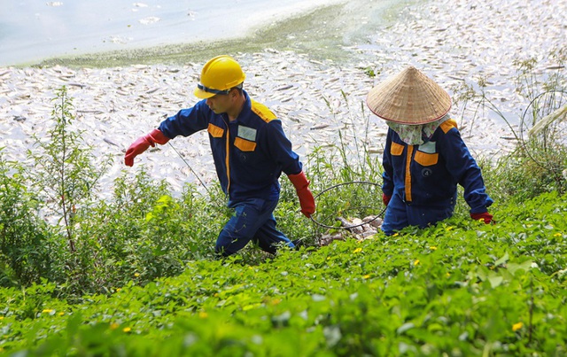 Hà Nội: Cá chết hàng loạt bốc mùi nồng nặc ở hồ Yên Sở - 9