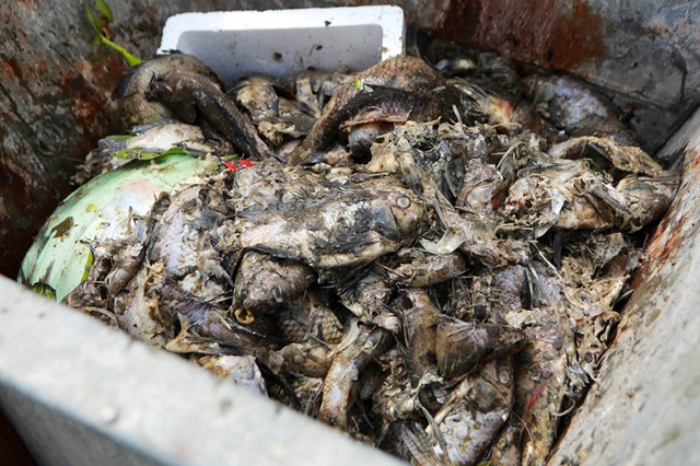 Hà Nội: Cá chết hàng loạt bốc mùi nồng nặc ở hồ Yên Sở - 10