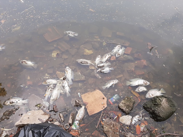 Hà Nội: Cá chết hàng loạt bốc mùi hôi thối trên hồ Trúc Bạch - 2