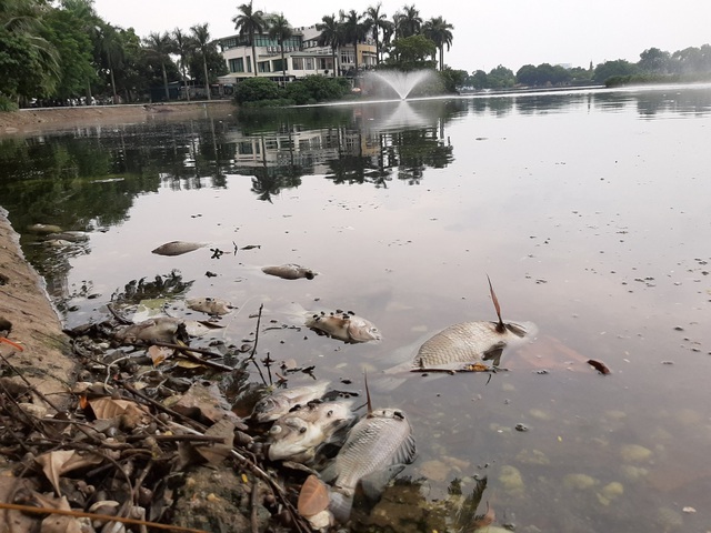 Hà Nội: Cá chết hàng loạt bốc mùi hôi thối trên hồ Trúc Bạch - 1