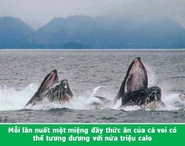 Đi từ ngạc nhiên này đến ngạc nhiên khác với những điều lý thú về vạn vật - 6 Đi từ ngạc nhiên này đến ngạc nhiên khác với những điều lý thú về vạn vật - 6