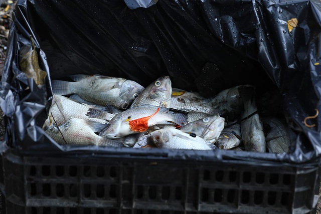 Hà Nội: Cá chết hàng loạt bốc mùi hôi thối trên hồ Trúc Bạch - 10
