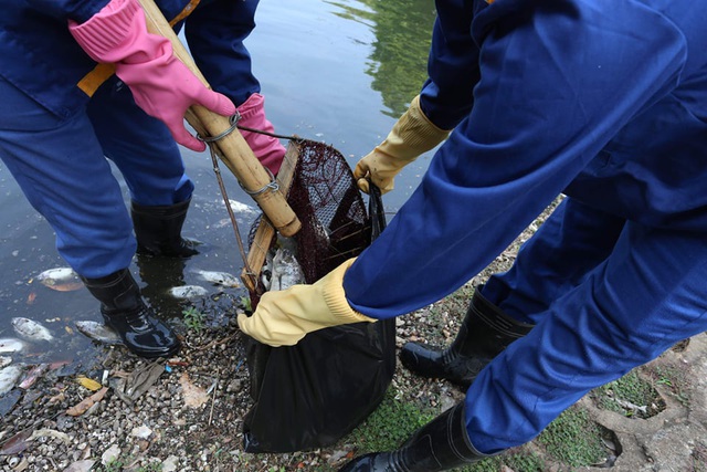 Hà Nội: Cá chết hàng loạt bốc mùi hôi thối trên hồ Trúc Bạch - 9