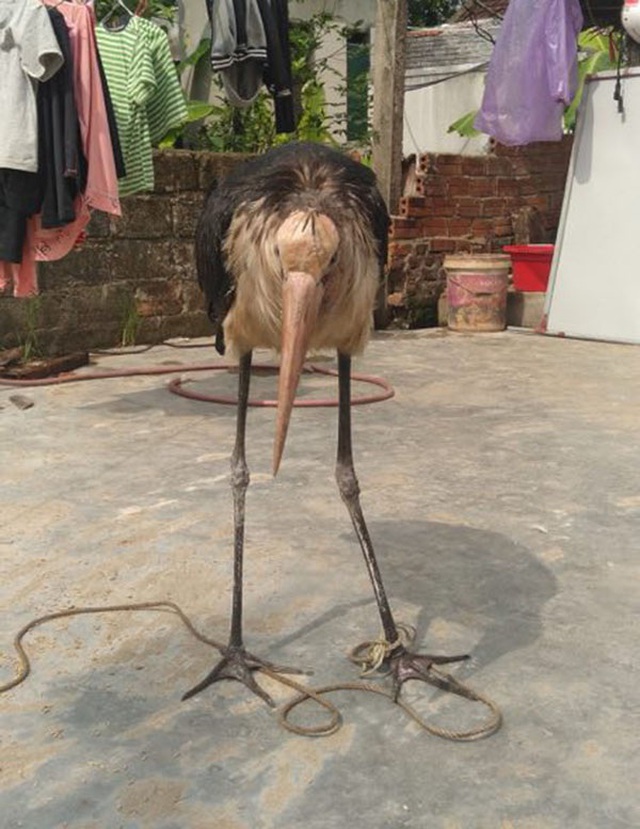 Hà Tĩnh: Bắt được chim khổng lồ nghi là loài cò sói quý hiếm - 3 Hà Tĩnh: Bắt được chim khổng lồ nghi là loài cò sói quý hiếm - 3