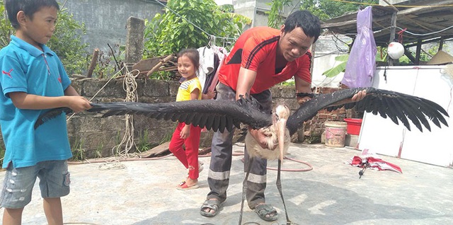 Hà Tĩnh: Bắt được chim khổng lồ nghi là loài cò sói quý hiếm - 2 Hà Tĩnh: Bắt được chim khổng lồ nghi là loài cò sói quý hiếm - 2