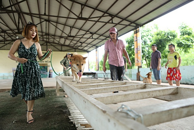 Nhà sản xuất lên tiếng khi bị phản đối việc chọn chó Nhật đóng phim “Cậu Vàng” - 3 Nhà sản xuất lên tiếng khi bị phản đối việc chọn chó Nhật đóng phim “Cậu Vàng” - 3