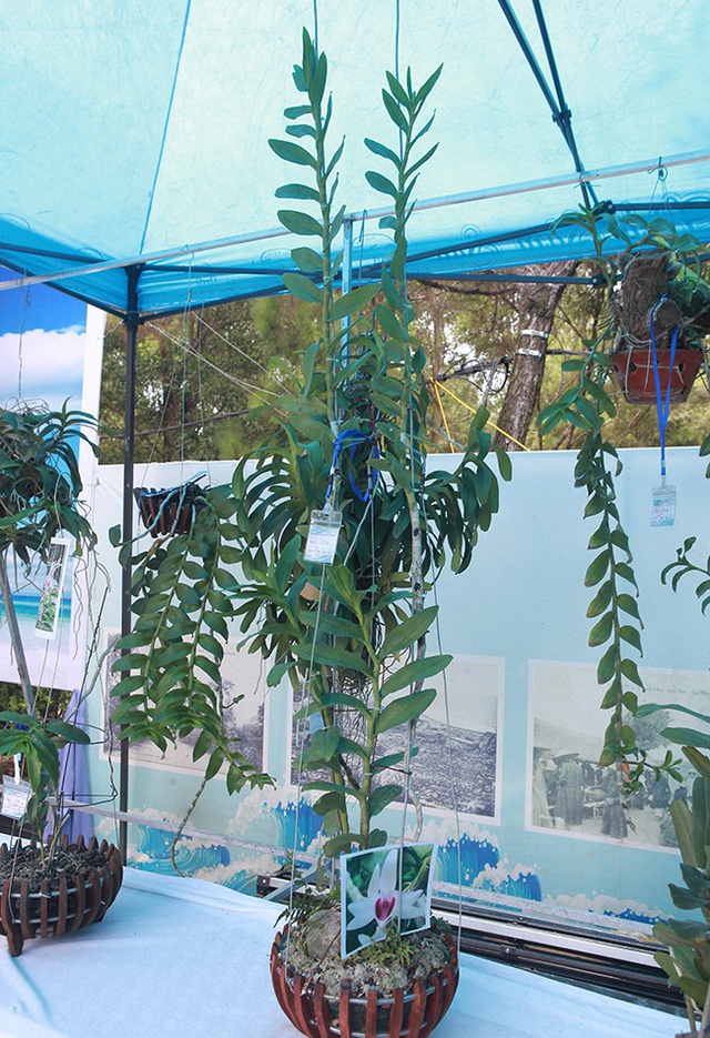 Cây lan phi điệp 5 cánh trắng độc cước, cao có 20cm mà giá 500 triệu đồng - 11 Cây lan phi điệp 5 cánh trắng độc cước, cao có 20cm mà giá 500 triệu đồng - 11