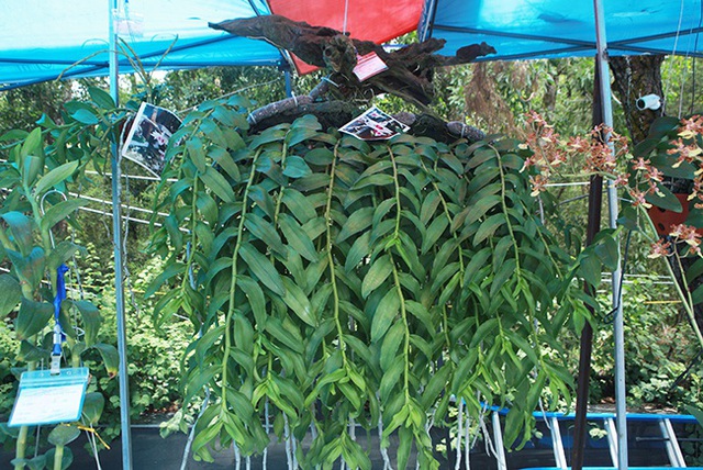 Cây lan phi điệp 5 cánh trắng độc cước, cao có 20cm mà giá 500 triệu đồng - 7 Cây lan phi điệp 5 cánh trắng độc cước, cao có 20cm mà giá 500 triệu đồng - 7