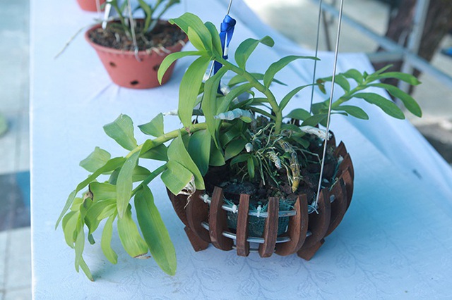 Cây lan phi điệp 5 cánh trắng độc cước, cao có 20cm mà giá 500 triệu đồng - 9 Cây lan phi điệp 5 cánh trắng độc cước, cao có 20cm mà giá 500 triệu đồng - 9