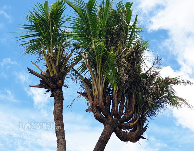Độc nhất C&agrave; Mau: C&acirc;y dừa 14 đọt cực lạ, trả 180 triệu đồng chưa b&aacute;n - 3