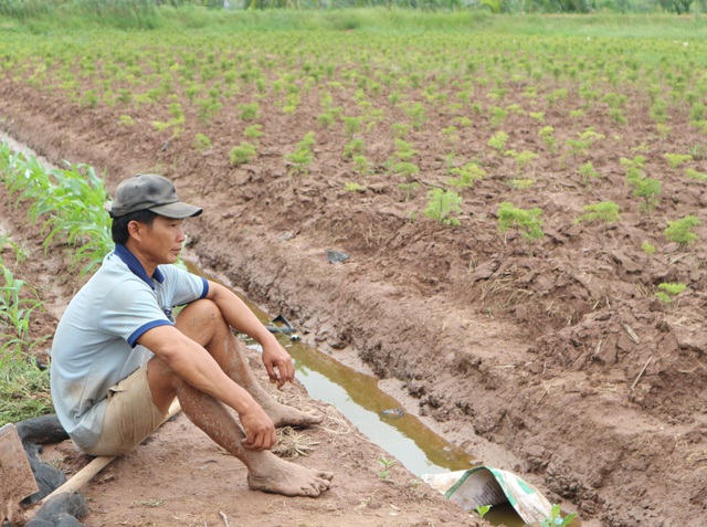 S&oacute;c Trăng: N&ocirc;ng d&acirc;n &ldquo;dở kh&oacute;c dở cười&rdquo; v&igrave; nghe lời doanh nghiệp trồng c&acirc;y đinh lăng - 1