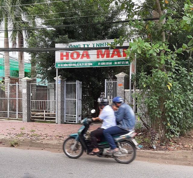 S&oacute;c Trăng: N&ocirc;ng d&acirc;n &ldquo;dở kh&oacute;c dở cười&rdquo; v&igrave; nghe lời doanh nghiệp trồng c&acirc;y đinh lăng - 3