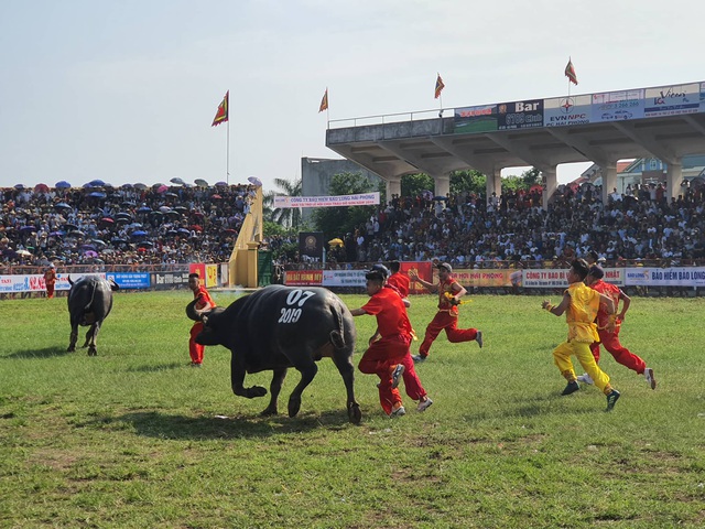 Chọi trâu Đồ Sơn: 16 “ông trâu” quyết đấu, trâu số 7 vô địch - 3 Chọi trâu Đồ Sơn: 16 “ông trâu” quyết đấu, trâu số 7 vô địch - 3