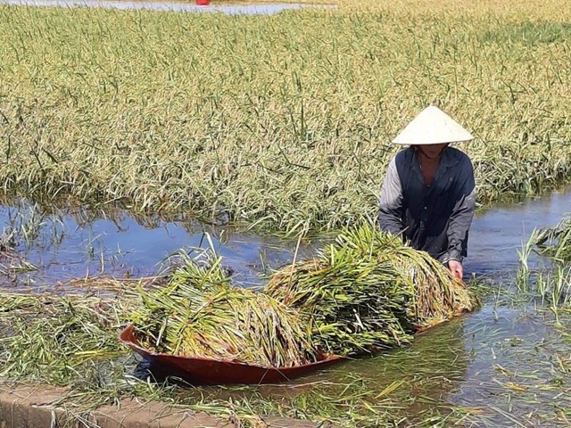 Nông dân ngậm ngùi gặt lúa về… cho gà ăn - 4 Nông dân ngậm ngùi gặt lúa về… cho gà ăn - 4