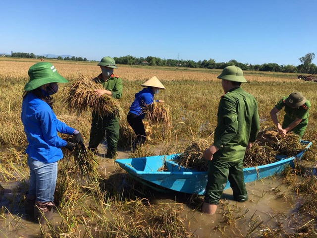 Nông dân ngậm ngùi gặt lúa về… cho gà ăn - 8 Nông dân ngậm ngùi gặt lúa về… cho gà ăn - 8