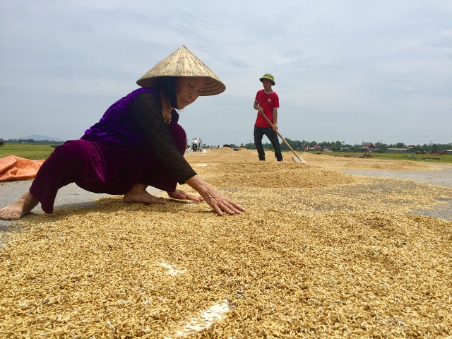 Nông dân ngậm ngùi gặt lúa về… cho gà ăn - 6 Nông dân ngậm ngùi gặt lúa về… cho gà ăn - 6