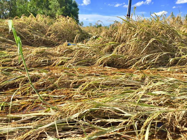 Nông dân ngậm ngùi gặt lúa về… cho gà ăn - 1 Nông dân ngậm ngùi gặt lúa về… cho gà ăn - 1