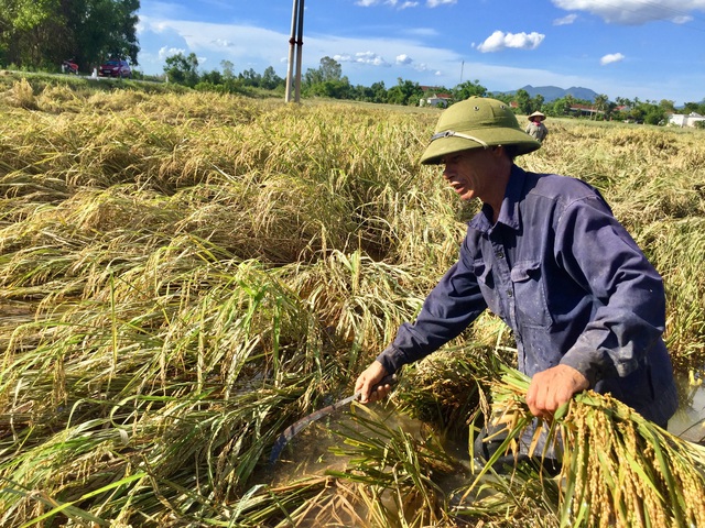 Nông dân ngậm ngùi gặt lúa về… cho gà ăn - 3 Nông dân ngậm ngùi gặt lúa về… cho gà ăn - 3
