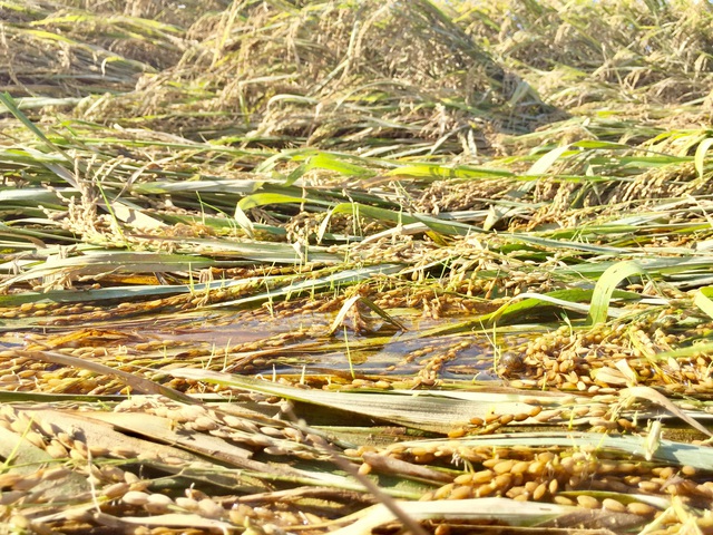 Nông dân ngậm ngùi gặt lúa về… cho gà ăn - 2 Nông dân ngậm ngùi gặt lúa về… cho gà ăn - 2