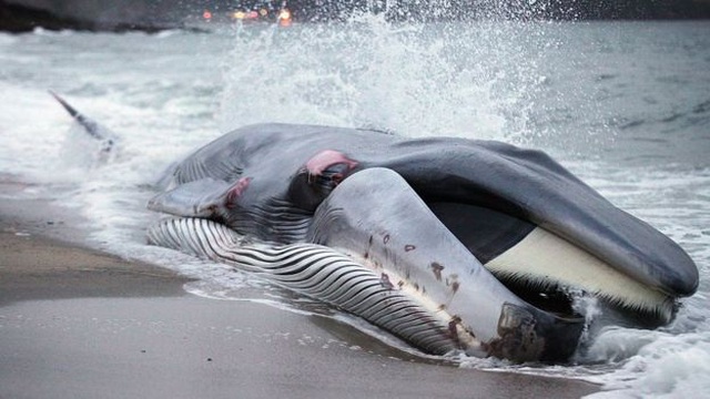 Cá voi mắc cạn ngày càng tăng dọc bờ biển nước Anh - 2