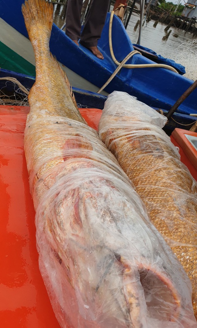 Ngư dân Cà Mau bắt được 2 con cá nghi là cá sủ vàng khủng - 1