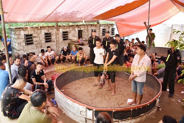 Công an đột kích sới đá gà “khủng” bắt 91 người - 1 Công an đột kích sới đá gà “khủng” bắt 91 người - 1