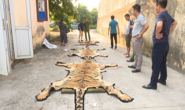 Triệt phá đường dây chuyên mua bán hổ từ Nghệ An ra Quảng Ninh để nấu cao - 2