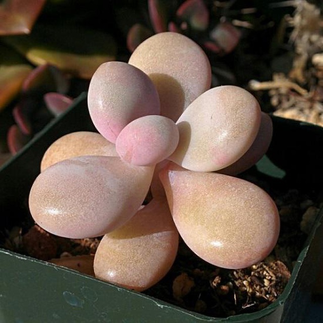 Dân tình phát sốt với dàn cây cảnh mini, trông xa ngỡ như đá quý - 10 Dân tình phát sốt với dàn cây cảnh mini, trông xa ngỡ như đá quý - 10