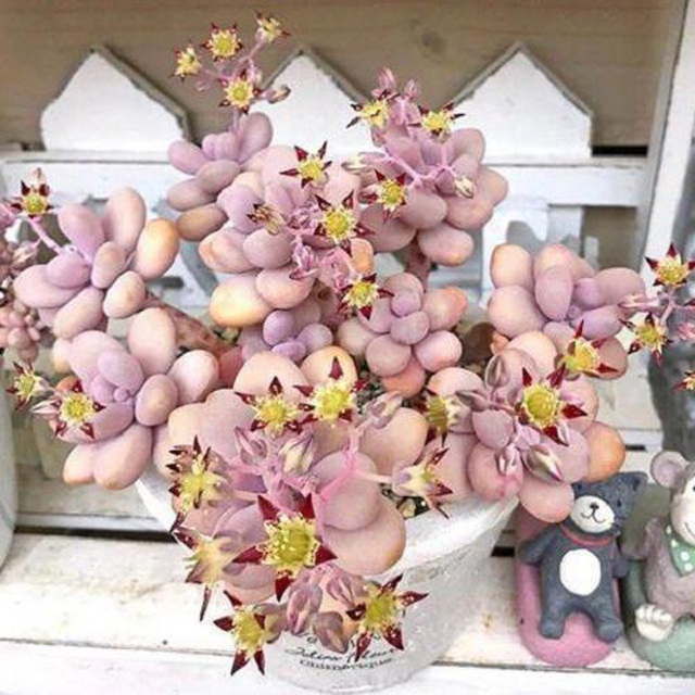 Dân tình phát sốt với dàn cây cảnh mini, trông xa ngỡ như đá quý - 11 Dân tình phát sốt với dàn cây cảnh mini, trông xa ngỡ như đá quý - 11