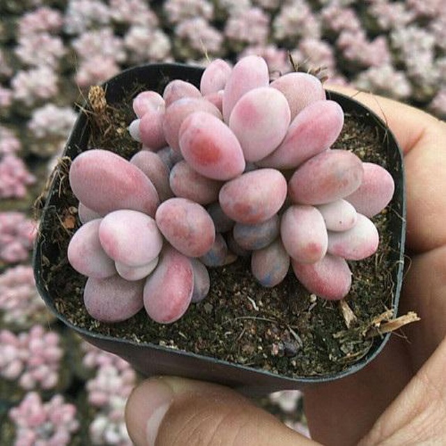 Dân tình phát sốt với dàn cây cảnh mini, trông xa ngỡ như đá quý - 4 Dân tình phát sốt với dàn cây cảnh mini, trông xa ngỡ như đá quý - 4