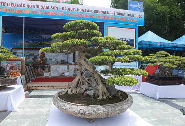 “Siêu cây Việt Nam” giá 23 tỷ đồng khiến giới chơi cây sửng sốt - 1 “Siêu cây Việt Nam” giá 23 tỷ đồng khiến giới chơi cây sửng sốt - 1
