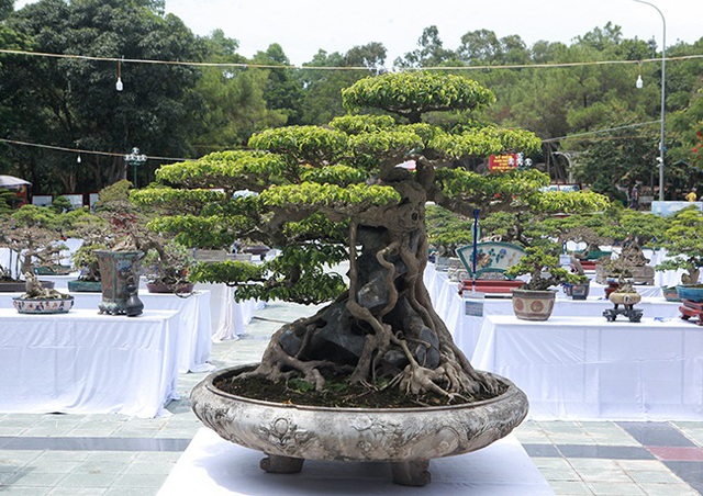 “Siêu cây Việt Nam” giá 23 tỷ đồng khiến giới chơi cây sửng sốt - 11 “Siêu cây Việt Nam” giá 23 tỷ đồng khiến giới chơi cây sửng sốt - 11