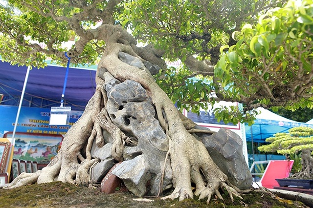 “Siêu cây Việt Nam” giá 23 tỷ đồng khiến giới chơi cây sửng sốt - 13 “Siêu cây Việt Nam” giá 23 tỷ đồng khiến giới chơi cây sửng sốt - 13
