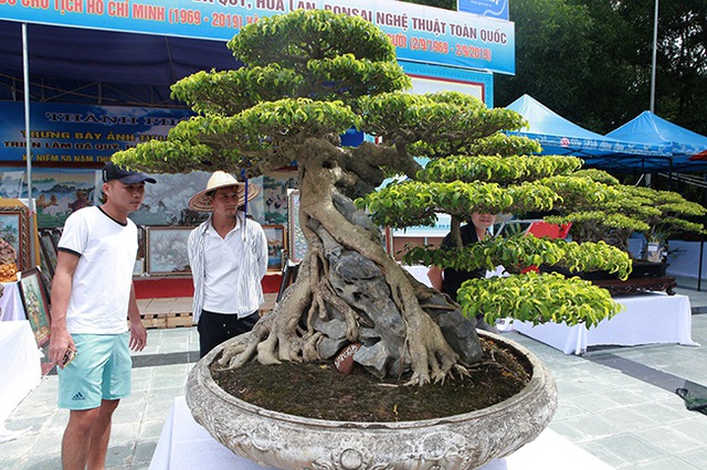 “Siêu cây Việt Nam” giá 23 tỷ đồng khiến giới chơi cây sửng sốt - 15 “Siêu cây Việt Nam” giá 23 tỷ đồng khiến giới chơi cây sửng sốt - 15